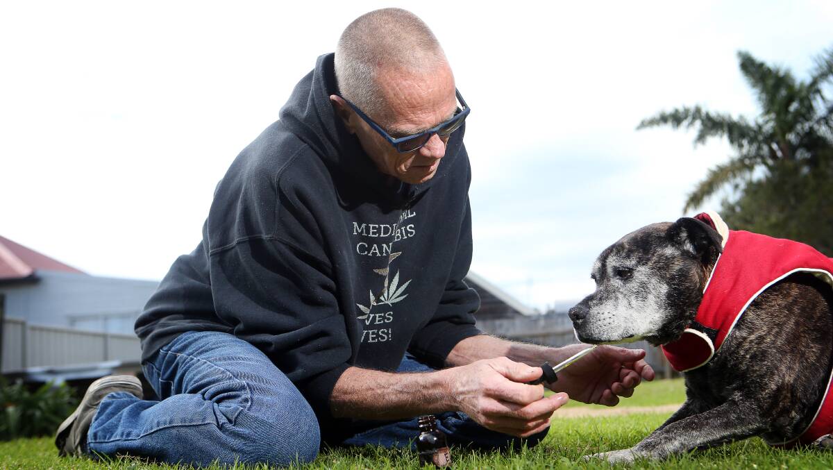 Ellie gets a daily dose of cannabis oil to ease her pain. Picture: Sylvia Liber