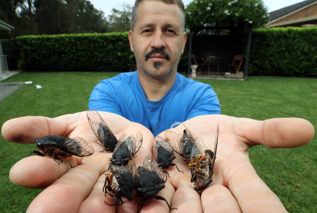 Noisy critters: Cordeaux Heights resident Stevo Karandzulovski has his hands full with cicadas this summer. Picture: Robert Peet