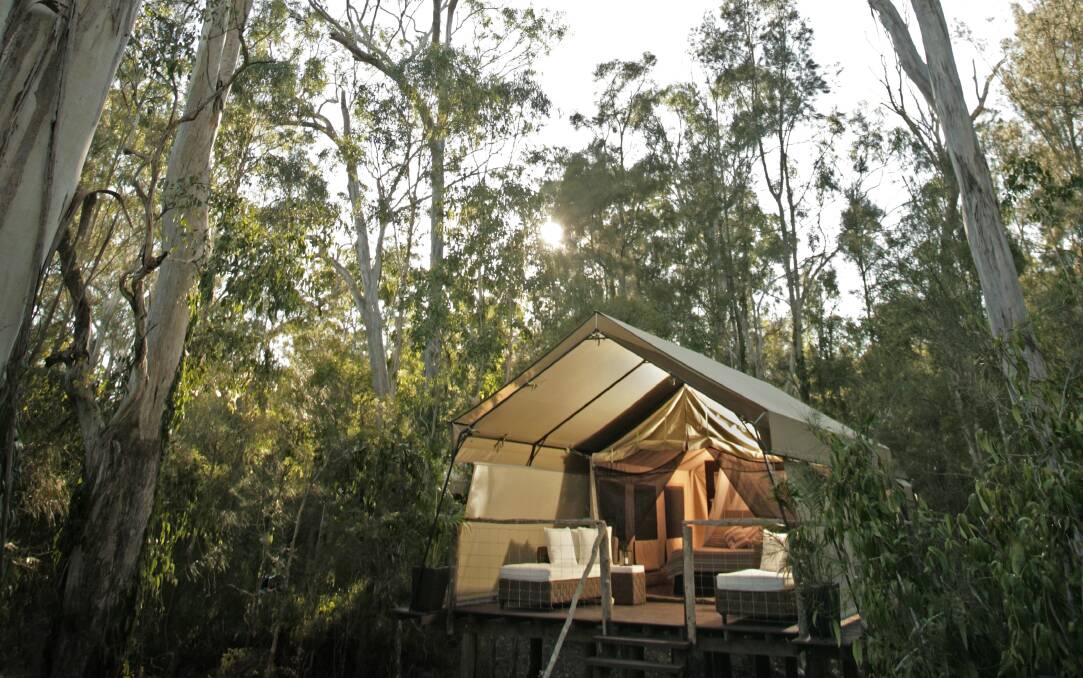 High rise: The 12 canvas safari-style tents sit among towering eucalypt and paperbark trees.