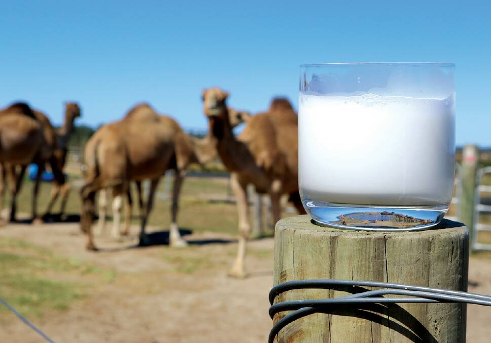 Lashes for days: Ruby the camel poses with her friends and a glass of fresh QCamel milk at the base of Queensland's Glasshouse Mountains. Picture: Supplied