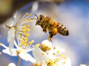 Flying honey bee collecting pollen from tree blossom. Picture: Shutterstock.