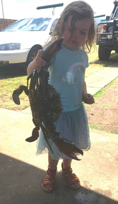 Santa Claws is coming: Four-year-old Delilah Thompson holding her Pop's 1.5 kilo muddie from a very local estuary.