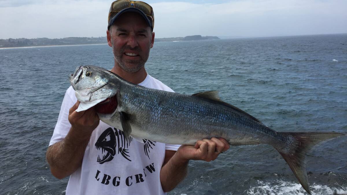 Love on the rocks: Nick Hodgkins was well pleased with this solid 4.6 kilo tailor from local rocks at Kiama. (Photos submitted for publication should be high res)