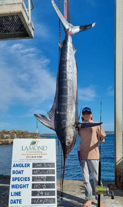 Magnificent marlin: Young Jake Burgess stands proudly beside his 110-kilograms striped marlin capture from last week.