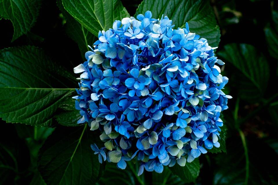 Classic blue: Acid soils produce blue hydrangea flowers and alkaline soils, pink ones. For true blue flowers, hydrangeas need to be grown in acidic soil (pH 5.5 and lower). 