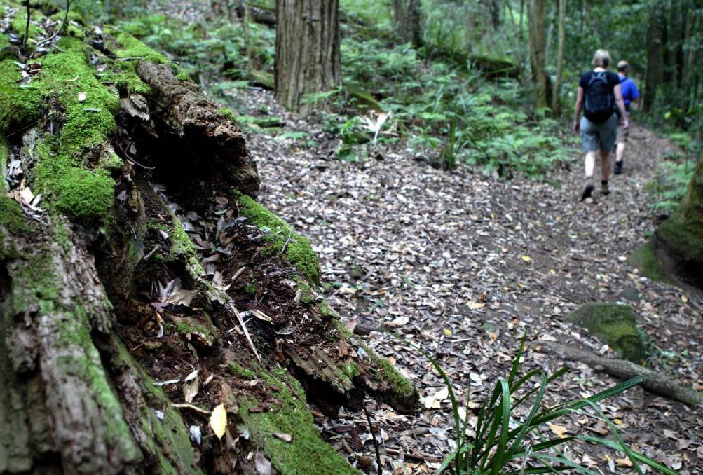 'Precious remnant': Illawarra Escarpment needs our protection
