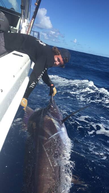 Billie beauty: Nathan Wilson about to release his tagged marlin. (Photos submitted for publication should be high res - about 1MB is ideal.)