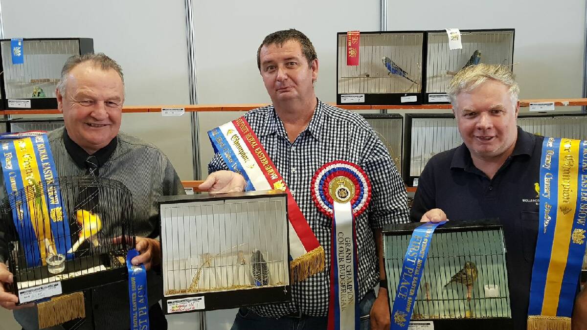 WINNERS: Wollongong and District Avicultural Society president John Walker, Brian Martin and club secretary Bradd Kerr enjoyed success at the Sydney Royal Easter Show.