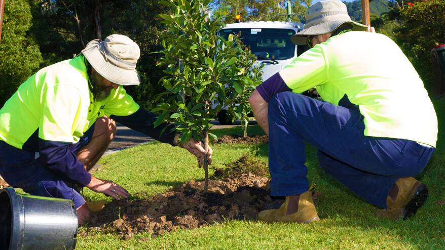 All hands on deck for June tree blitz in Wollongong