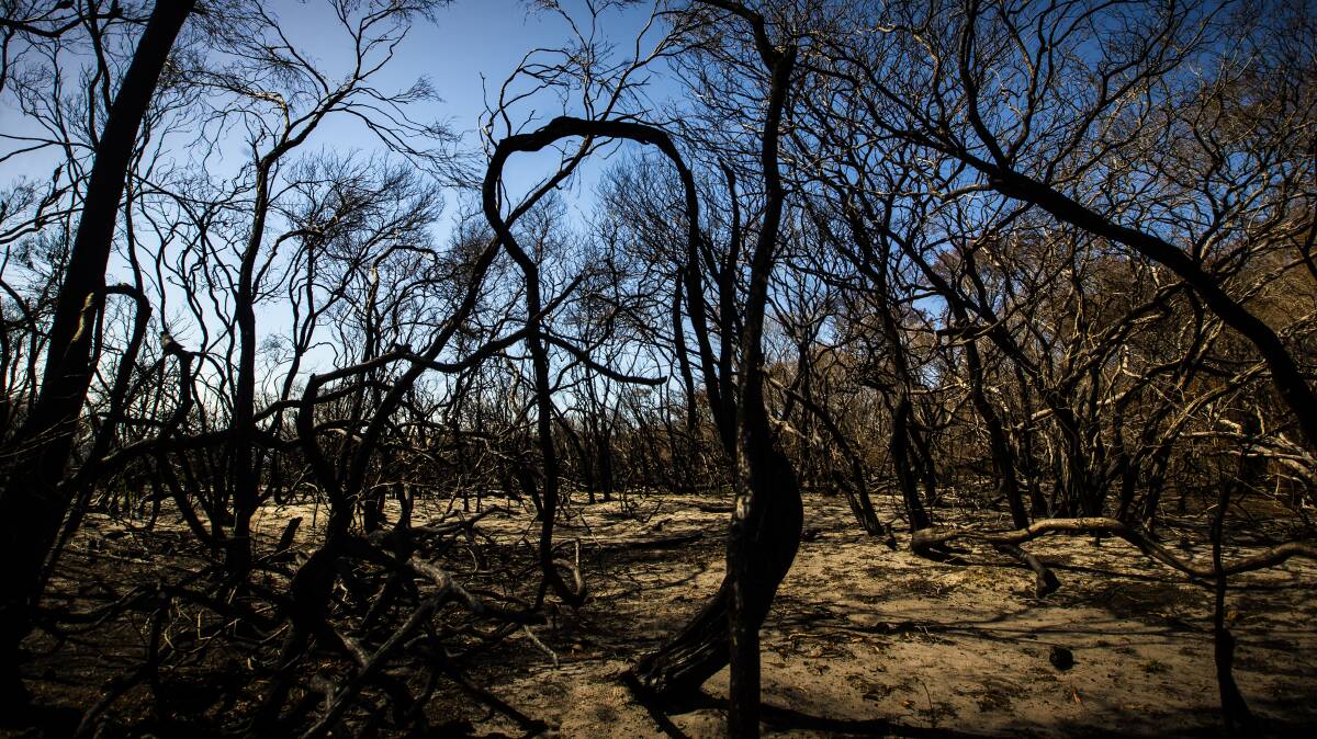 DAMAGE: A generic burned landscape highlights the damage of prescribed burns. Picture: Paul Jones. 