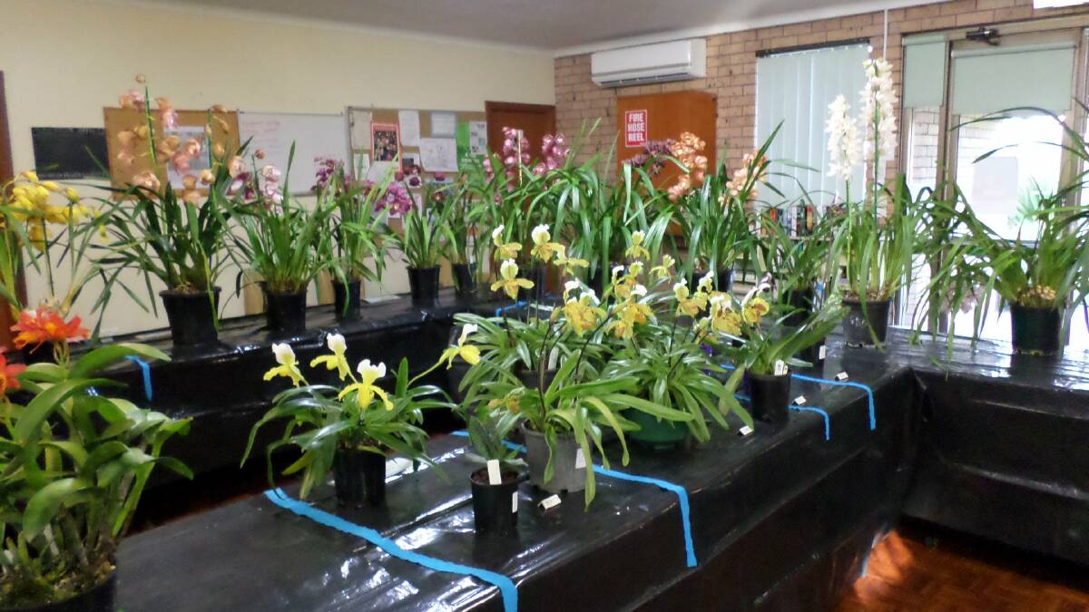 ORCHID WORKSHOP: The Illawarra District Orchid Society’s annual orchid workshop is at Warilla Senior Citizens Centre on July 22-23. Entry is free.