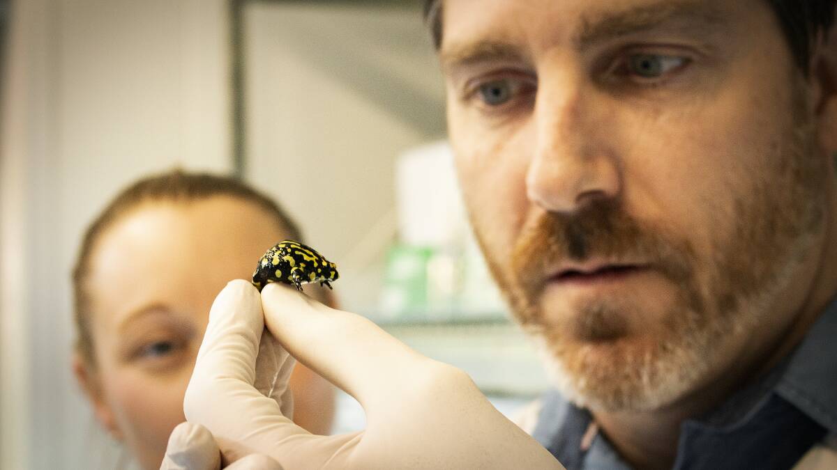 UOW-led project helps endangered frogs survive