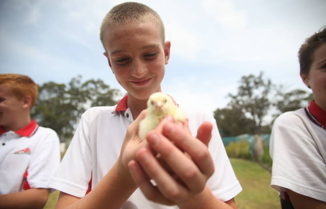 CUTE: Albion Park High School student Liam Shiel with one of the chicks.The school is taking part in the Steggles Sydney Royal School Meat Bird Pairs Competition. Picture: Georgia Matts