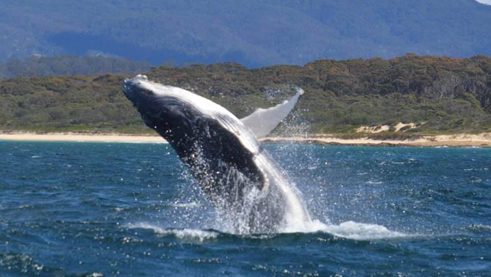 Mega pod of 500 humpback whales put on show on South Coast
