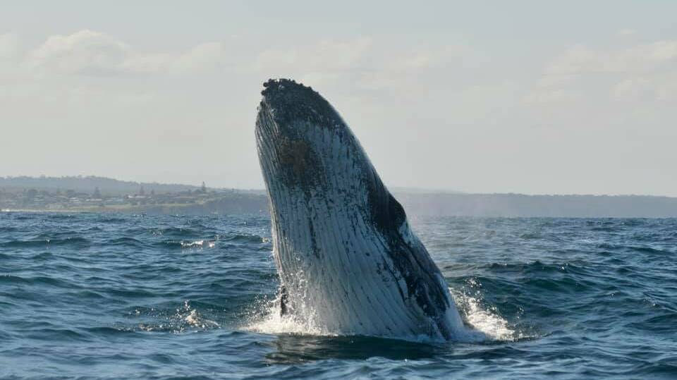 A mega pod of 500 humpback whales was reported off Narooma on Sunday, September 27. Photos: Wazza Stubbs