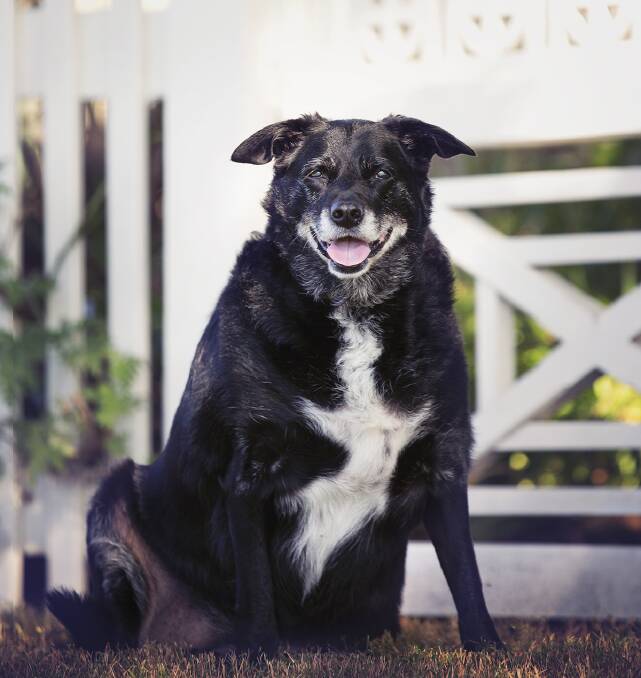 Cara is a kelpie looking for a home. Contact the Shoalhaven Branch of AWL NSW on 0429 429 885. Photo: Annette Smith Photography. 