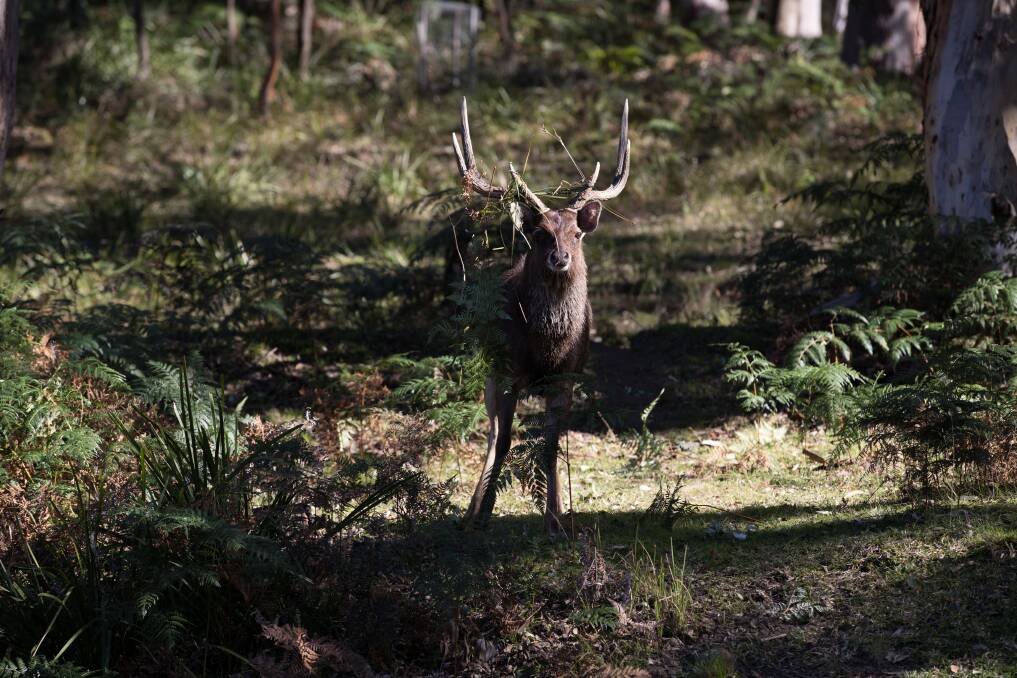 Deer in Royal National Park. Picture: Janie Barrett