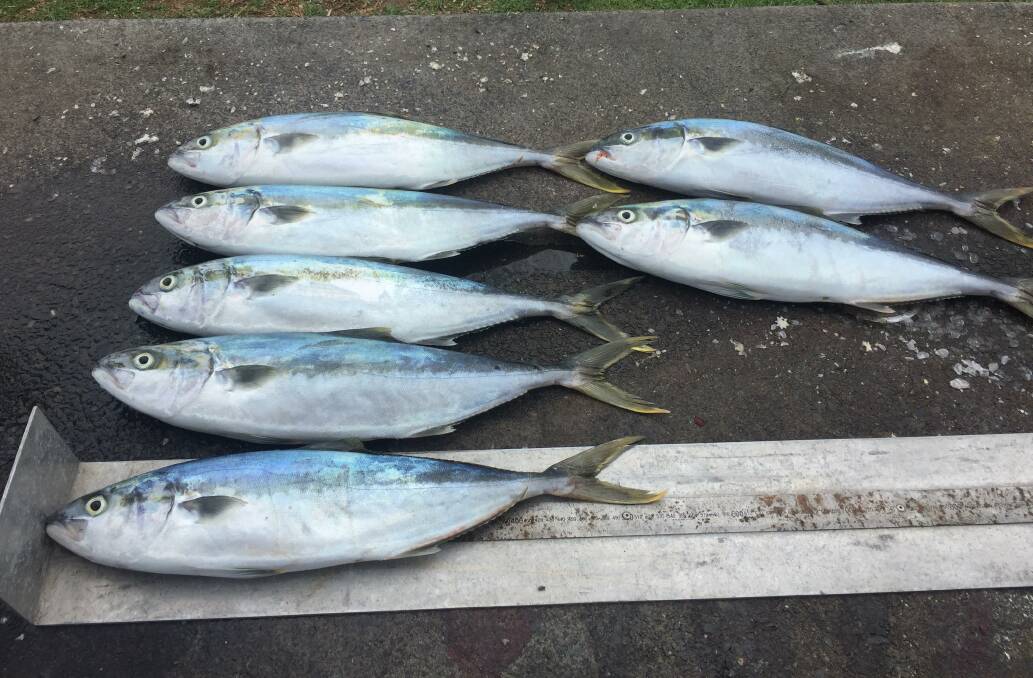 Seven prohibited size Yellowtail Kingfish seized by Fisheries Officers in Port Kembla Harbour earlier this year as part of Operation Small Fry. Picture: NSWDPI 