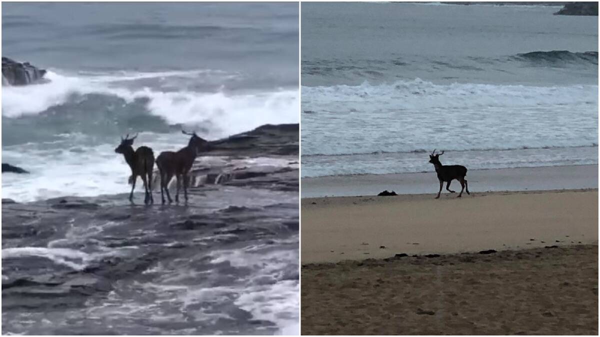 ISSUE: This news follows last week's police and council operation to catch and kill a feral deer that was loose on the Blue Mile in Wollongong. Pictured is the deer at North Beach. Pictures: Surf Life Saving Illawarra and Emma Magill