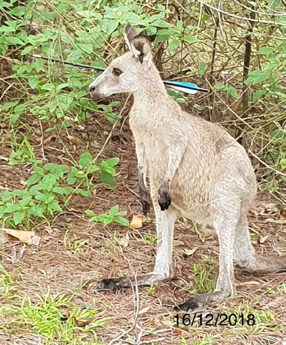 FOUND FIRST: The kangaroo found on Sunday with an arrow through its head. Picture: NSW Police