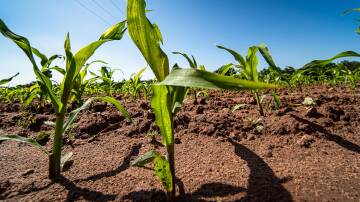 July is the money month for US corn, with the crop moving into its reproductive phase. Photo: Shutterstock