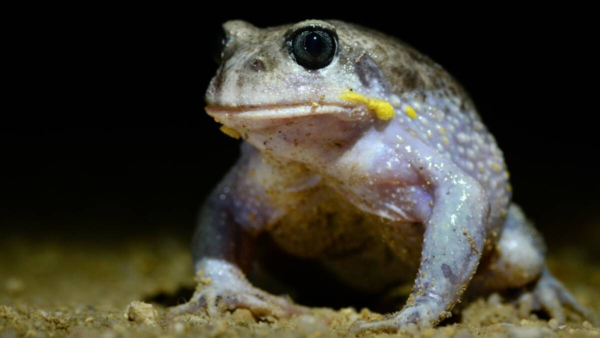 The slow-moving rotund Giant burrowing frog is seen by few but is listed as vulnerable. Picture: Ian Book/DPIE. 