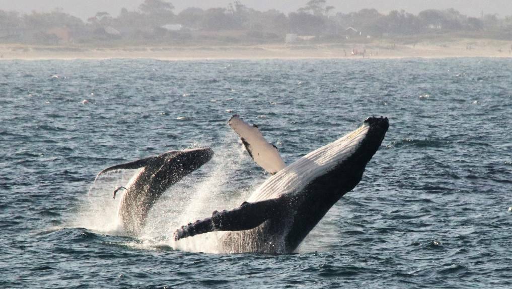 Members of the community are concerned about the impact of a giant wind farm being built in the path of tens of thousands of migrating whales. Picture by Anthony Crampton