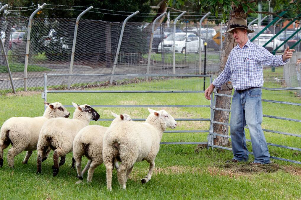  Peter Walsh does a sheepdog demonstration. Photo: Sylvia Liber