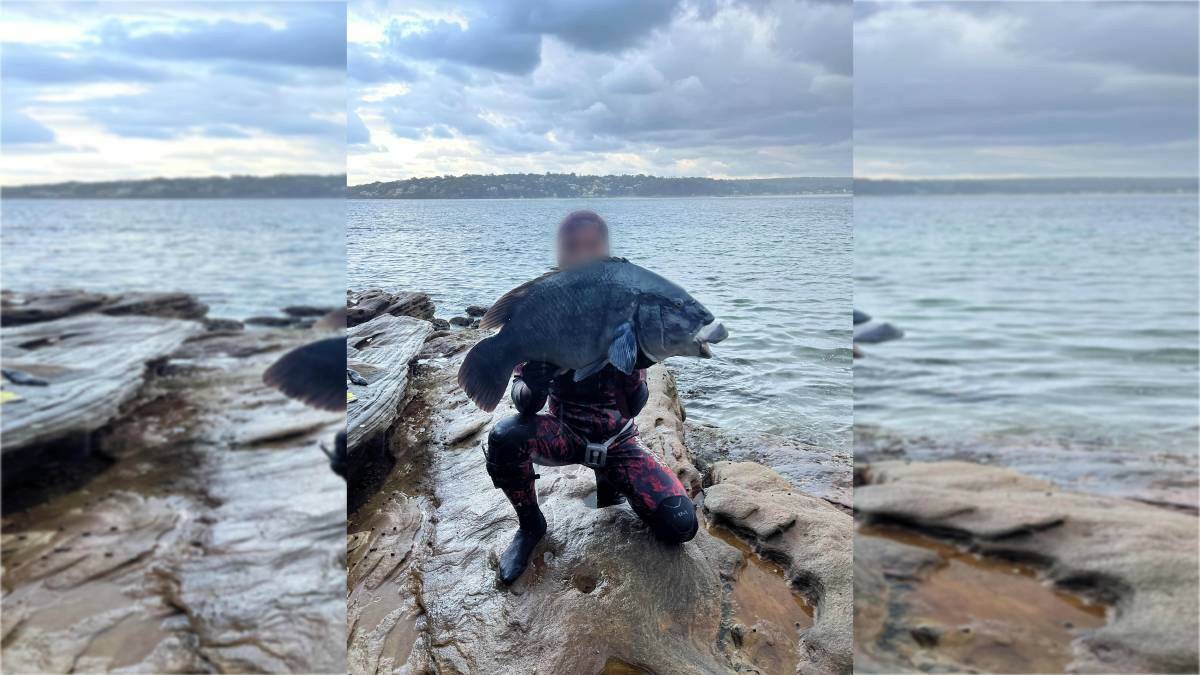 The blue groper speared at Hungry Point in Cronulla. Picture supplied