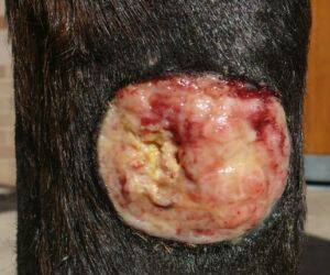 This wound on a horse's leg was treated with sterile saline daily, and the results were very different. Photo: Andrew Dart
