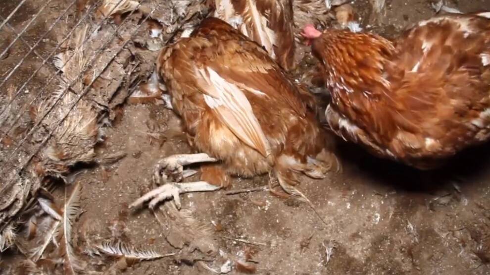 Sick hens inside the Lakesland egg farm. Photo: NSW Hen Rescue