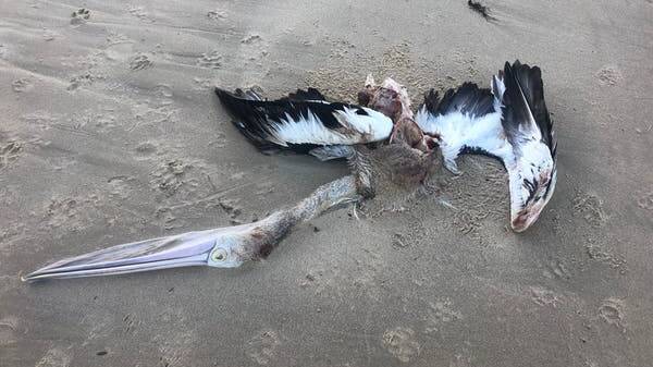 A dead pelican on the beach near the Aboriginal midden. Photo: Michael Adams
