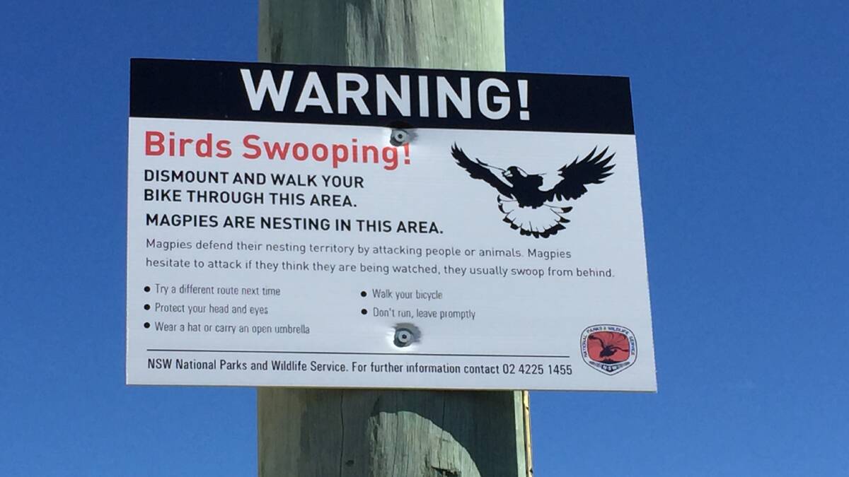 A magpie warning sign on Kurraba Road near Woonona Surf LIfesaving Club. Photo: Gayle Tomlinson