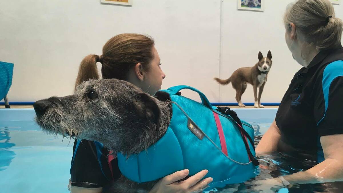Port Kembla's new hydrotherapy pool for doggy rehab