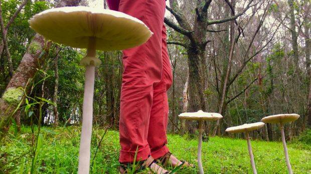 Knee-high to a mushroom: a stand of fungi at Meringo, south of Moruya, on the Far South Coast. Photo: James Woodford
