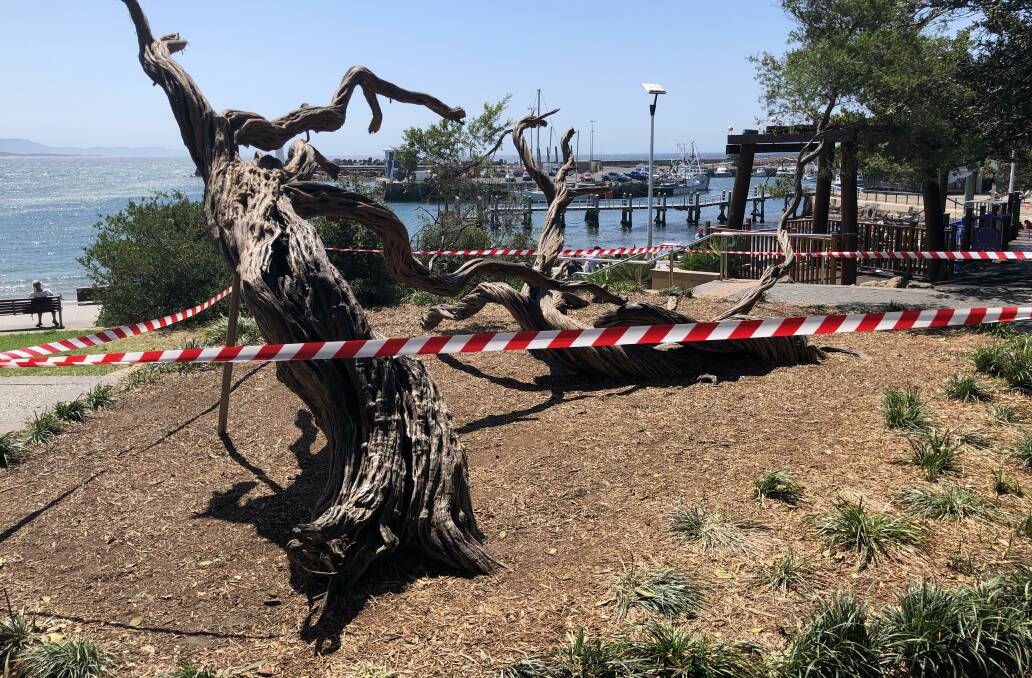 The badly damaged trees will not be able to be saved, Wollongong council arborists said. Picture: Anna Warr