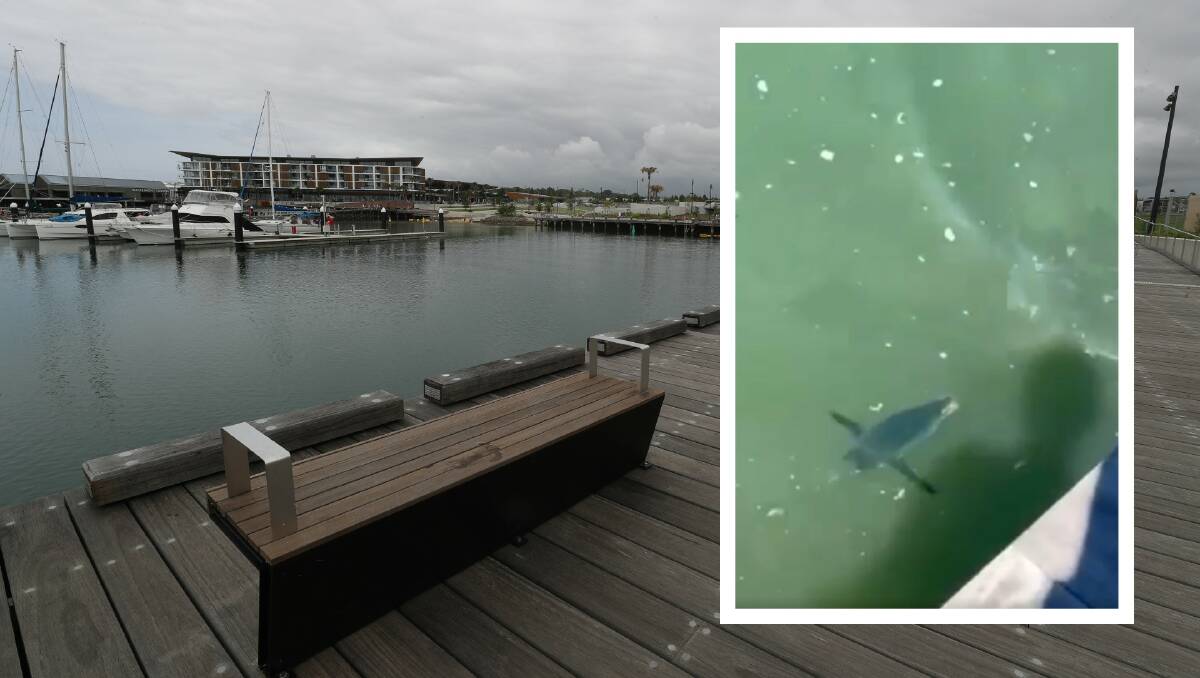 A crowd of about 15 people gathered to watch a little penguin swimming in the Shell Cove Marina on Monday. Inset: Logan McCann