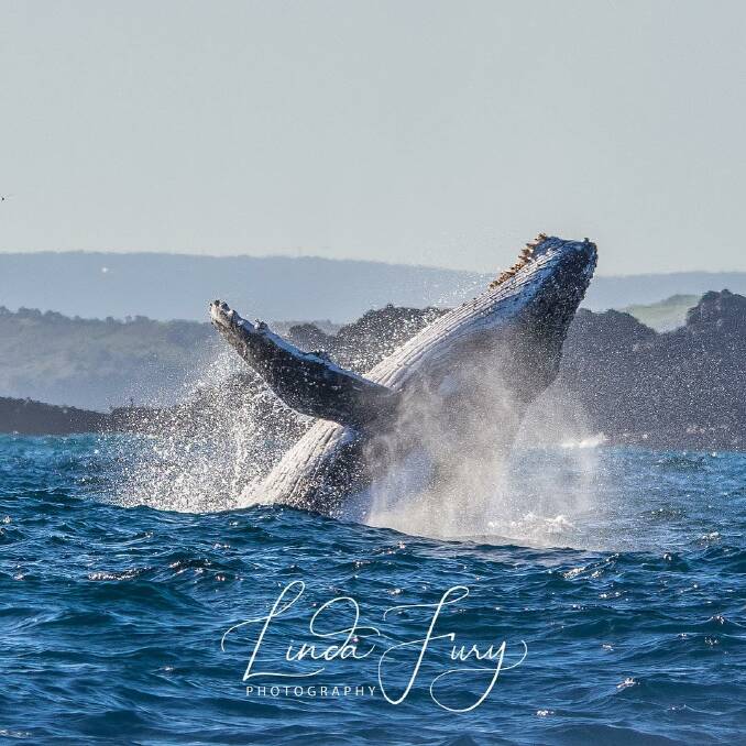 A whale spotted in Kiama by Linda Fury Photography @linda_fury_photography
