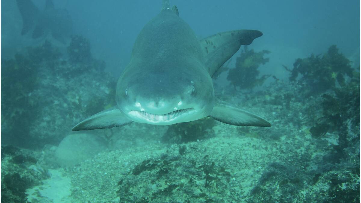 Saying hello to a friendly (and harmless) Grey Nurse shark at Bushrangers Bay. Photo: Craig Taylor