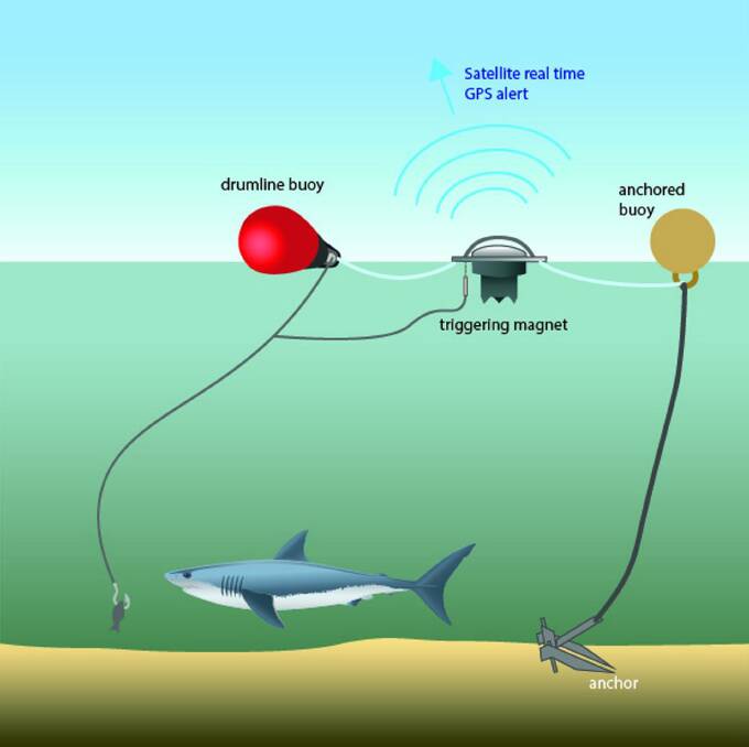 When a shark is hooked, the pressure on the line triggers the communications unit which alerts DPI scientists or contractors.