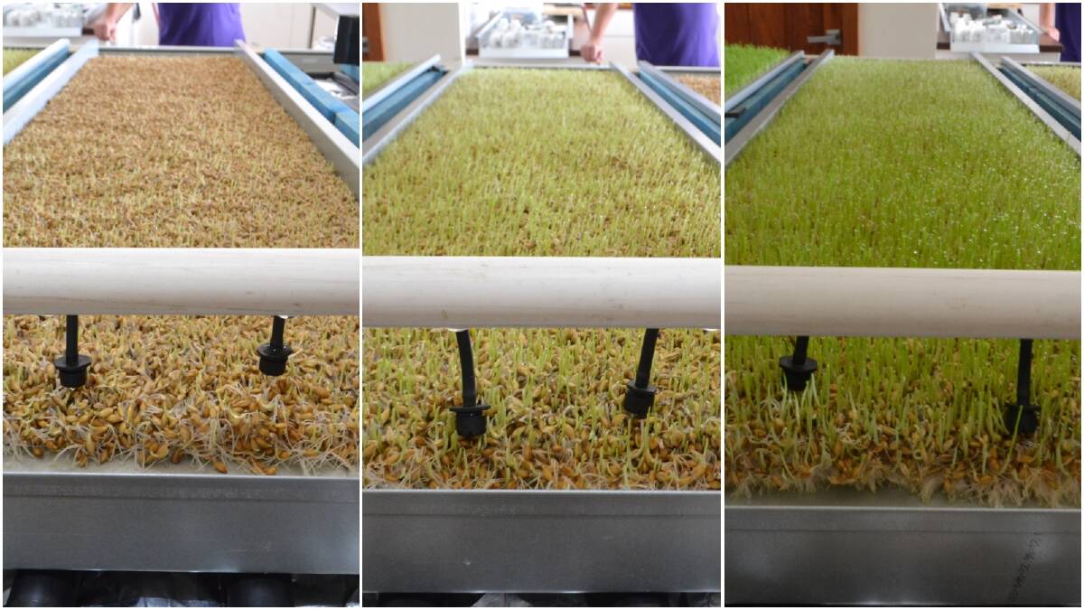 Mr Smith's feed in system on day one (from left to right), day two and day three.