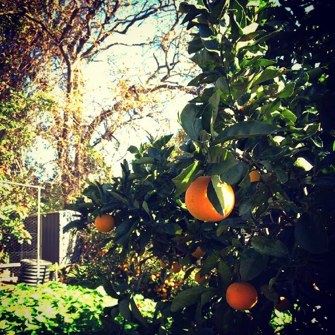 Nan’s organic oranges fresh of the tree, homegrown in Wollongong.
