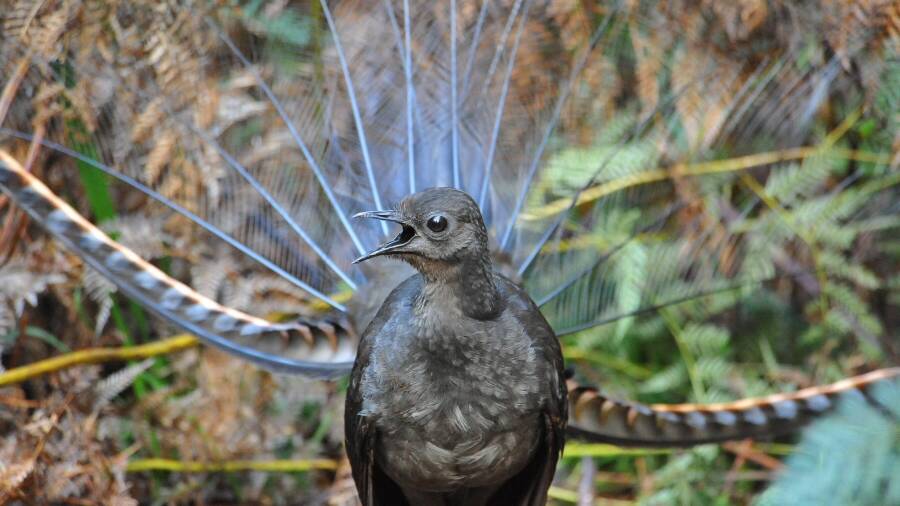 'Baby, it's dangerous out there': UOW study shows how male lyrebird uses deceit to lure a mate