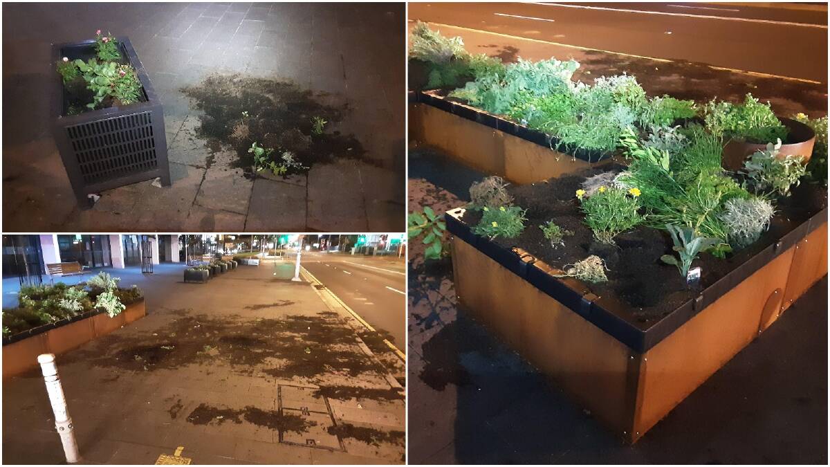 Plantboxes along Keira Street were recently targeted at night. Photos: Supplied