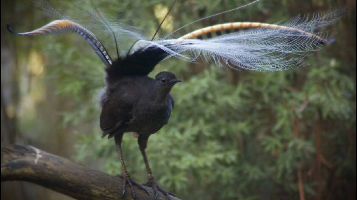 The male's tail is thrown over the head and the plumage revealed and, below, in full display.
