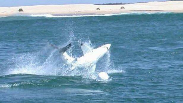 A shark breaches at Bennetts Beach.  Photo: CSIRO
