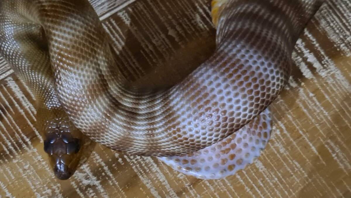 Nowra woman's pet python swallows metre-long snake hook left in tank