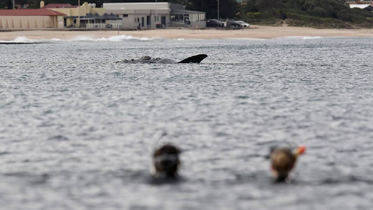 Watch whale and her baby take a rest in waters off Thirroul