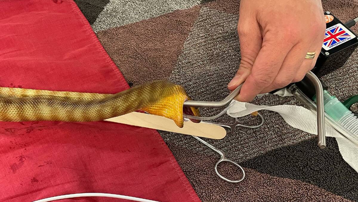 Nowra woman's pet python swallows metre-long snake hook left in tank