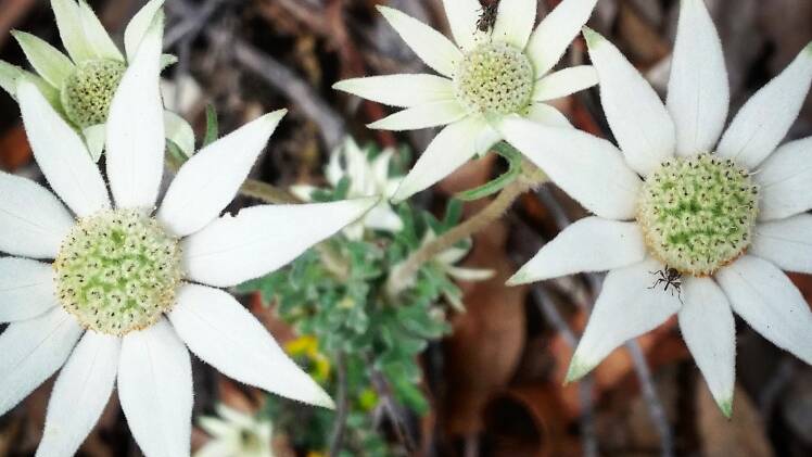 Flannel Flower – Actinotus helianthi